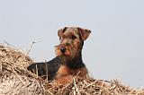 WELSH TERRIER 094